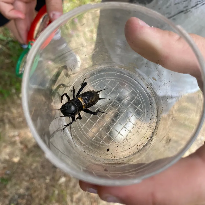 Ein großer schwarzer Käfer ist in einem durchsichtigen Plastikbecher gefangen. Der Becher hat einen Netzboden. Eine Person hält den Becher mit ihren Fingern. Der Käfer befindet sich in der Mitte des Bechers.