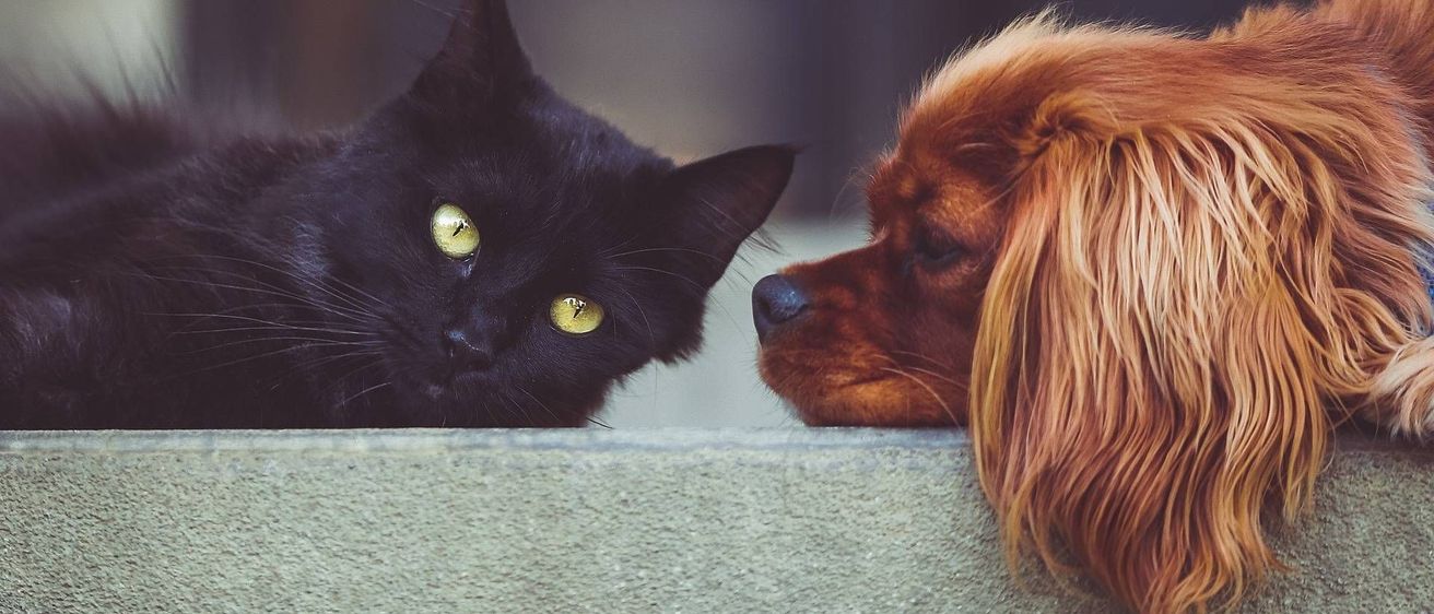 v1_migrated_image_87687786