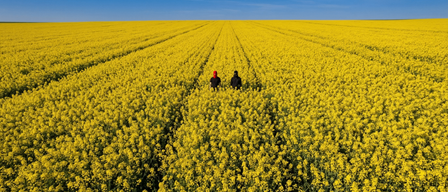 Zwei Personen stehen in einem riesigen Feld gelber Blumen, eine trägt eine rote Maske und die andere eine schwarze. Der Himmel ist blau.