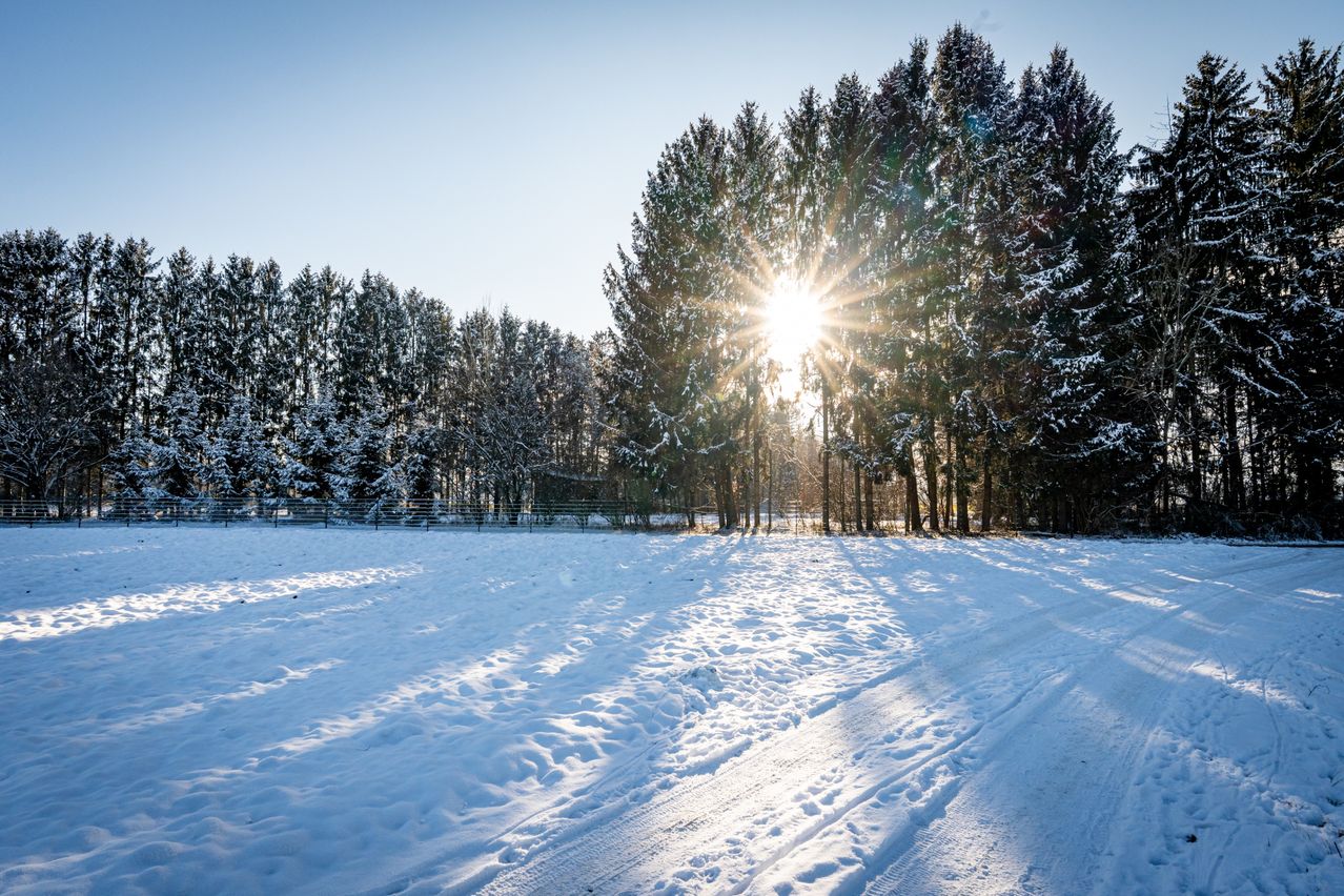 Ein strahlender Wintersonn scheint über ein schneebedecktes Feld mit einer Reihe von immergrünen Bäumen dahinter.