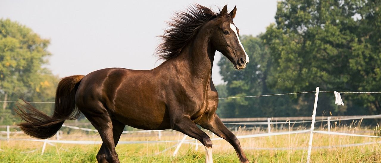 Bild enthält, Animal, Colt Horse, Horse, Mammal, Andalusian Horse, Horseback Riding, Leisure Activities, Person