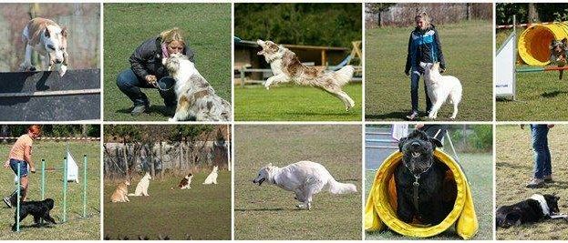Mehrere Fotos zeigen Hunde bei verschiedenen Aktivitäten. Einer springt über ein Hindernis, ein anderer läuft mit einem Trainer, und ein Hund geht durch einen Tunnel. Ein Hund spielt Fangen mit einem Trainer, ein anderer liegt auf dem Boden, und ein Hund geht auf Stangen.