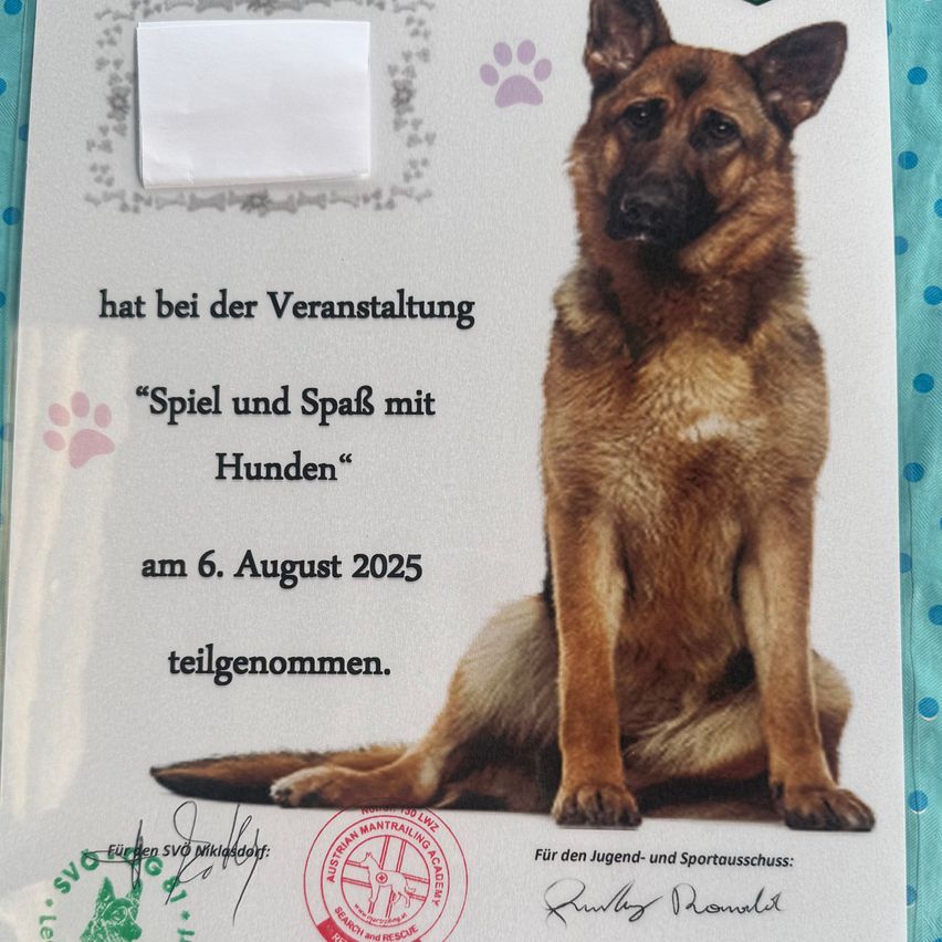 Das Bild zeigt ein Zertifikat mit einem Deutschen Schäferhund. Das Zertifikat weist auf die Teilnahme an der Veranstaltung 'Spiel und Spaß mit Hunden' am 6. August 2025 hin. Es enthält Pfotenabdrücke, ein Logo und eine Unterschrift.