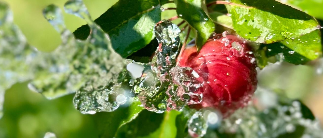 Ein roter Apfel an einem Baumzweig wird von Wassertropfen bespritzt und von grünen Blättern umgeben.