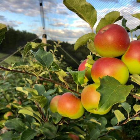 Äpfel an einem Baum, teilweise rot und gelb, mit grünen Blättern, unter einem bewölkten Himmel.