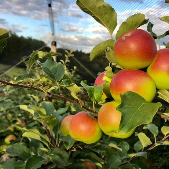 Äpfel an einem Baum, teilweise rot und gelb, mit grünen Blättern, unter einem bewölkten Himmel.