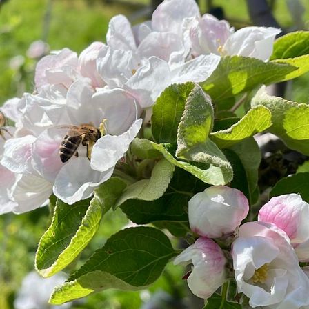 Eine Biene ist auf einer blühenden Apfelblüte, umgeben von grünen Blättern und anderen Blüten. Die Sonne scheint hell und wirft Schatten auf die Blätter.