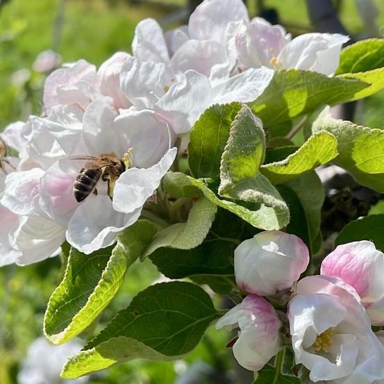Eine Biene ist auf einer blühenden Apfelblüte, umgeben von grünen Blättern und anderen Blüten. Die Sonne scheint hell und wirft Schatten auf die Blätter.