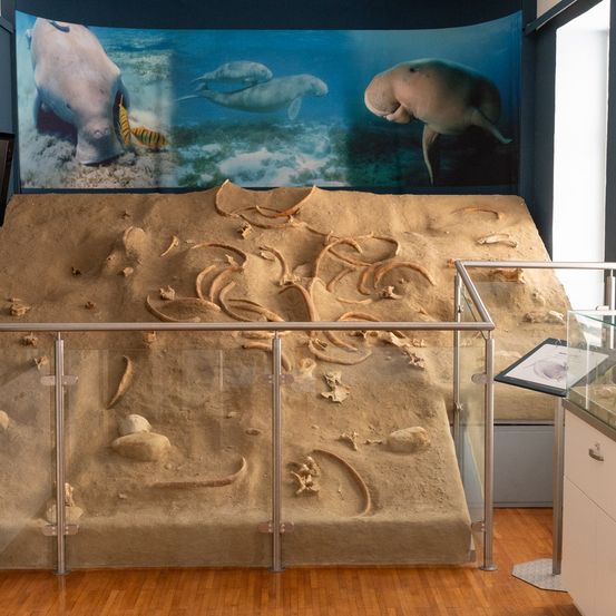 Ein Museumsausstellung zeigt einen sandigen Hintergrund mit fossilisierten Überresten von Meerestieren, begleitet von einer großen Unterwasser-Manati-Wandmalerei.