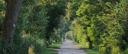 Ein ruhiger Weg, umgeben von üppigem grünem Laub und Gras, der zu einem entfernten Gebäude führt.