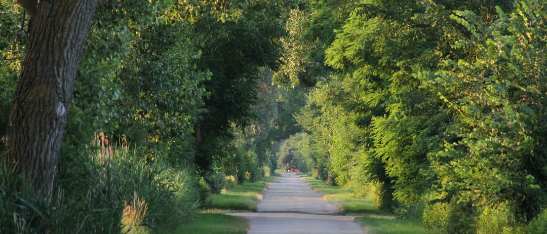 Ein ruhiger Weg, umgeben von üppigem grünem Laub und Gras, der zu einem entfernten Gebäude führt.
