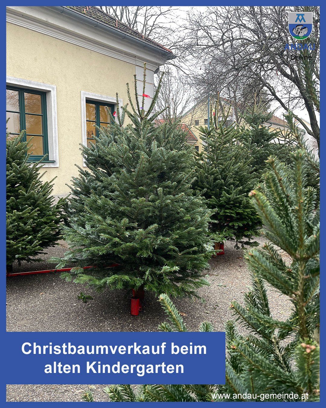 Mehrere Weihnachtsbäume sind vor einem Gebäude mit einem roten Schild, auf dem 'Christbaumverkauf beim alten Kindergarten' steht, aufgestellt. Die Bäume stehen in Töpfen, und im Hintergrund befinden sich weitere Bäume und ein Haus.
