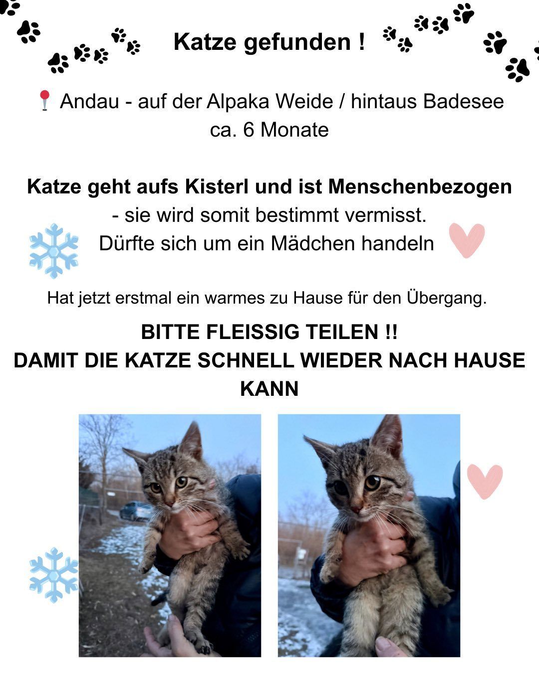 Die Katze lebte etwa sechs Monate lang auf einer Alpaka-Wiese/Badese. Sie ist verschwunden und wahrscheinlich in der Nähe eines Mädchens herumgewandert. Sie bleibt jetzt drinnen. Bitte teilen, um sie zu finden.