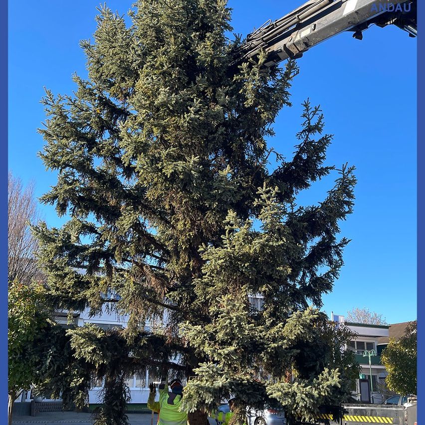 Ein Kran steht neben einem großen immergrünen Baum, wobei Arbeiter dessen Äste justieren. Die Szene spielt sich im Freien ab, mit einem klaren blauen Himmel im Hintergrund.