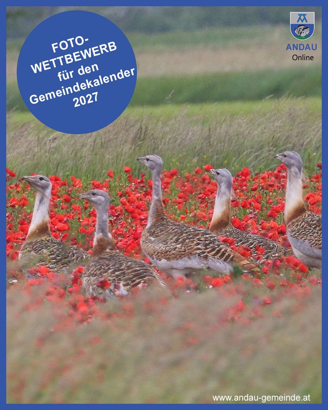 Ein Feld mit roten Blumen und sechs Vögeln. Der Text oben lautet Fotowettbewerb für den Gemeindekalender 2027.