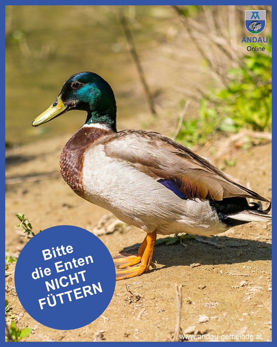 Eine männliche Stockente steht an einem schlammigen Ufer in der Nähe eines Gewässers. Der Text 'Bitte die Enten NICHT FUTTEN' steht auf einem blauen Kreis in der unteren linken Ecke.