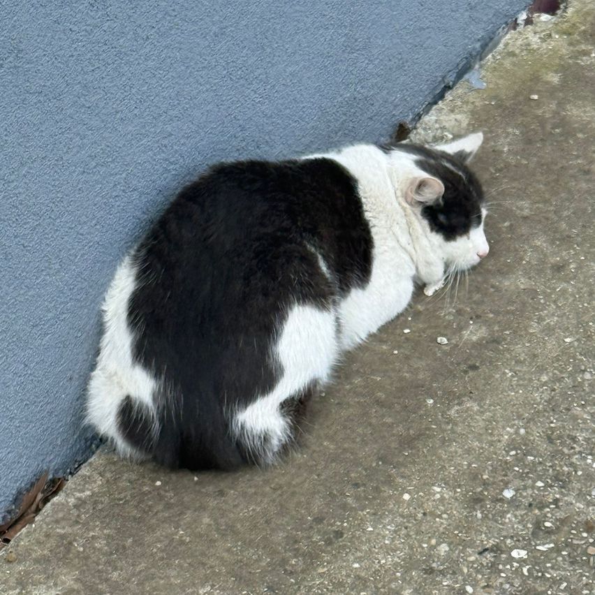 Eine schwarz-weiße Katze liegt auf einer Betonfläche und lehnt sich gegen eine blaue Wand. Die Katze wirkt entspannt mit geschlossenen Augen.