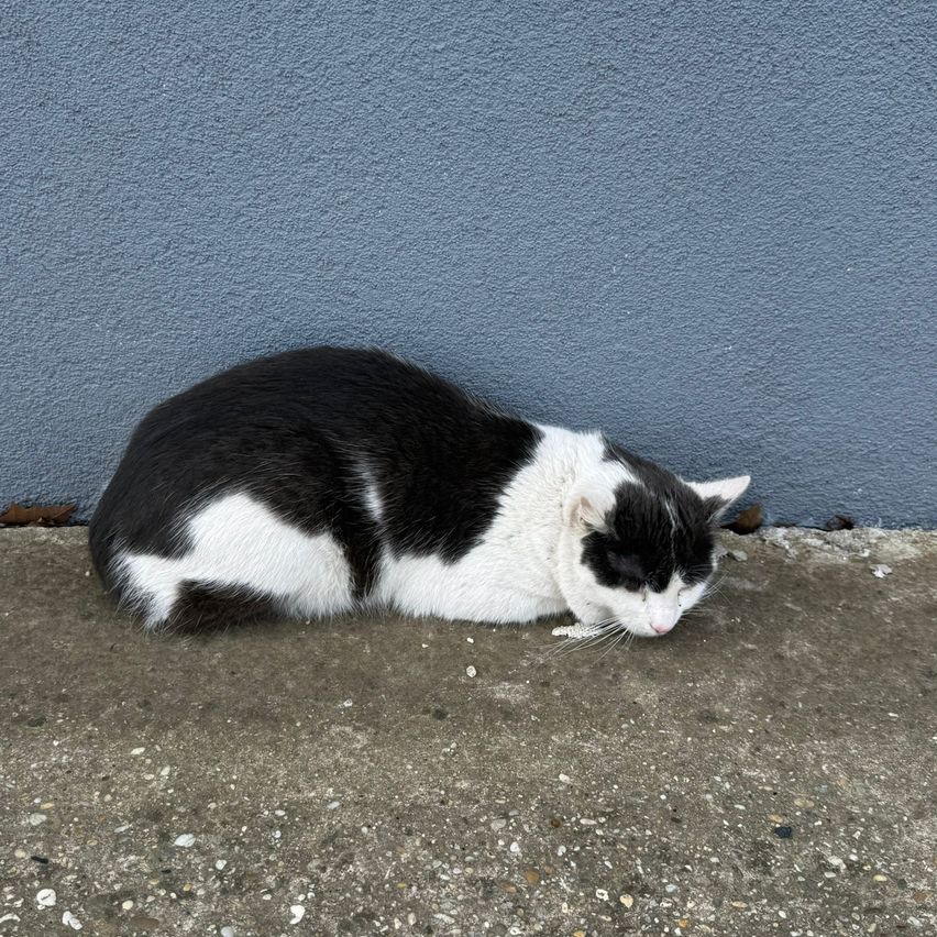 Eine schwarz-weiße Katze liegt neben einer blauen Wand auf dem Boden. Die Augen der Katze sind geschlossen und sie scheint zu schlafen.