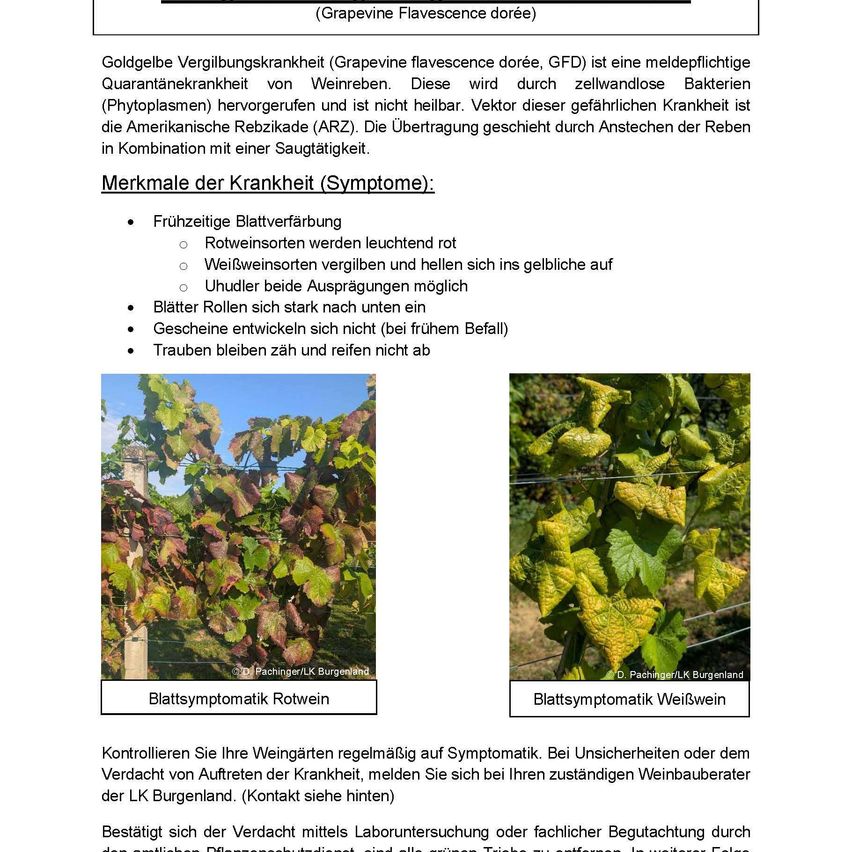 Goldgelbe Vergilbungskrankheit (Grapevine flavescence dorée, GFD) ist eine meldepflichtige Quarantänekrankheit von Weinreben. Sie wird durch zellwandlose Bakterien (Phytoplasmen) hervorgerufen und ist nicht übertragbar. Vektor dieser gefährlichen Krankheit ist die Amerikanische Rebenzikade (ARZ). Die Übertragung geschieht durch Anstechen der Reben in Kombination mit einer Saugtätigkeit.