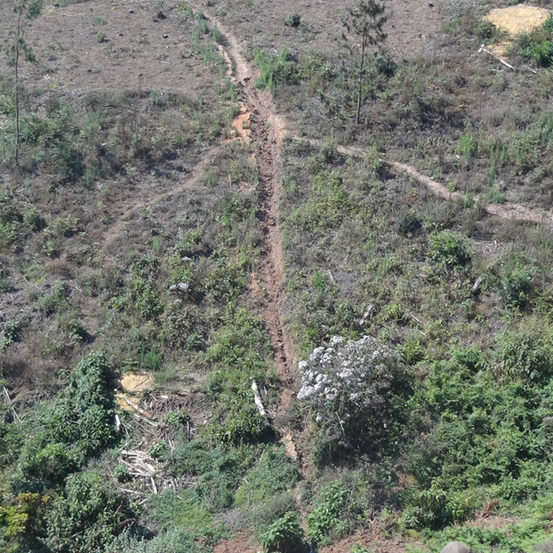 Bild enthält, Soil, Vegetation, Wilderness, Jungle, Land, Tree, Woodland, Rock, Path, Grove