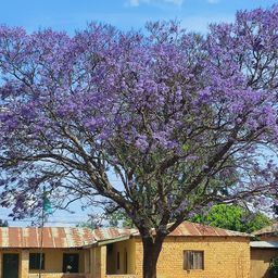 Bild enthält, Flower, Plant, Car, Building, Outdoors, Shelter, Nature, Housing, House, Roof