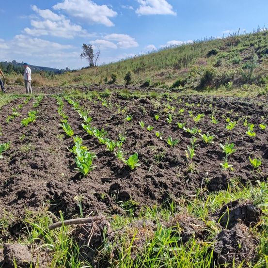 Bild enthält, Soil, Plant, Vegetation, Field, Nature, Outdoors, Person, Countryside, Agriculture, Ground