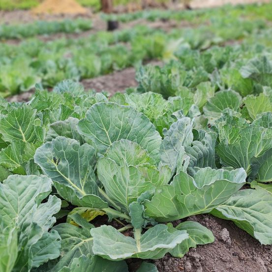 Bild enthält, Plant, Food, Produce, Leaf, Leafy Green Vegetable, Vegetable, Vegetation, Field, Outdoors