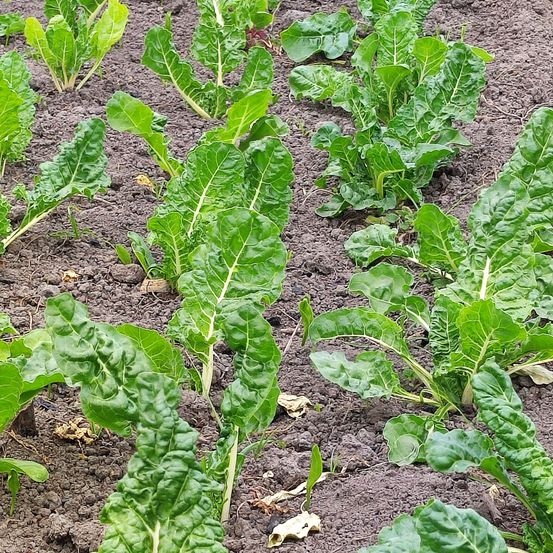 Bild enthält, Soil, Leaf, Plant, Food, Produce, Vegetation, Leafy Green Vegetable, Vegetable