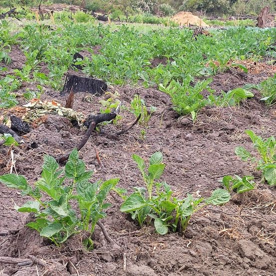Bild enthält, Soil, Plant, Vegetation, Herbal, Herbs, Outdoors, Nature, Ground, Field