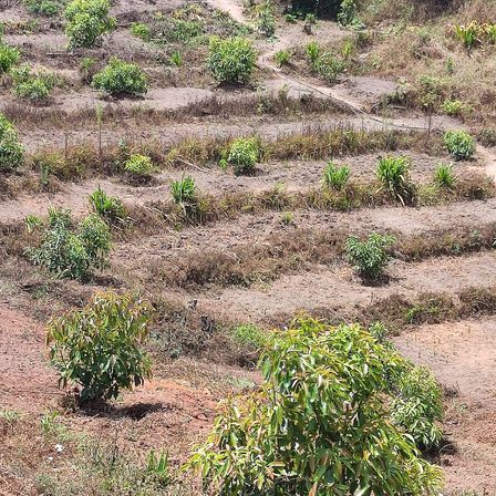 Bild enthält, Plant, Vegetation, Soil, Ground, Outdoors, Field, Nature