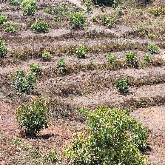 Bild enthält, Plant, Vegetation, Soil, Ground, Outdoors, Field, Nature
