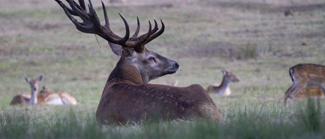Ein Hirsch mit großen Geweihen ruht sich in einem Grasfeld aus, ein weiteres Reh liegt in der Nähe.