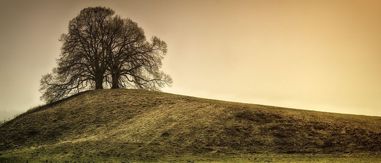 Field, Grassland, Nature, Outdoors, Plant, Tree, Mound, Oak