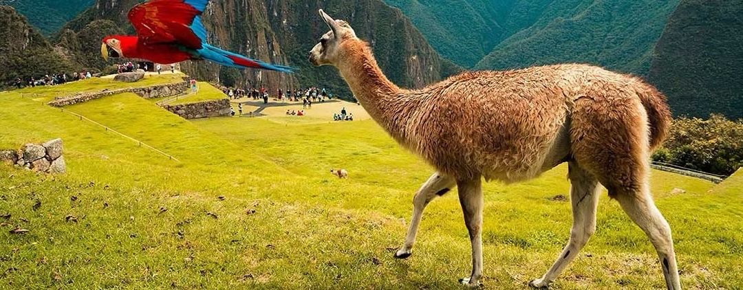 Ein Papagei fliegt über ein Grasfeld zu einem gehenden Alpaka mit alten Ruinen und Bergen im Hintergrund.