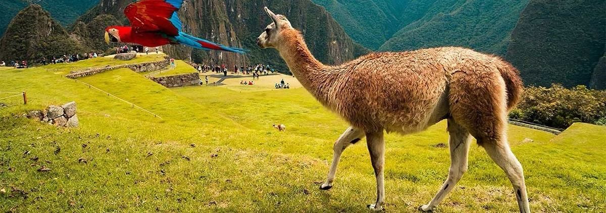 Ein Papagei fliegt über ein Grasfeld zu einem gehenden Alpaka mit alten Ruinen und Bergen im Hintergrund.