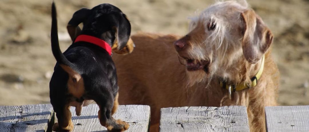 Zwei Hunde, einer schwarz und einer weiß, stehen auf einer Holzbank. Der schwarze Hund trägt ein rotes Halsband.