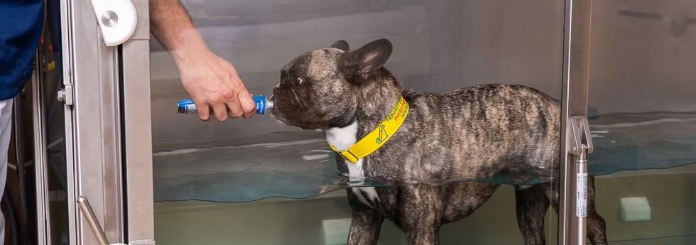 Eine Person verabreicht einem Französischen Bulldoggen in einem Wassertank Medikamente, trägt ein gelbes Halsband und steht in klarem Wasser.