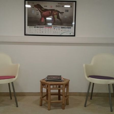 Zwei weiße Stühle stehen sich gegenüber mit einem kleinen Holztisch dazwischen. Auf dem Tisch liegt ein Stapel Bücher. Ein Poster an der Wand zeigt einen Hund mit anatomischen Bezeichnungen.