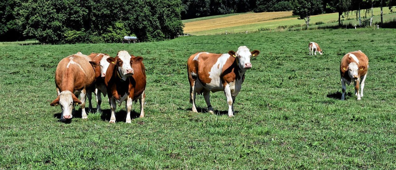 Bild enthält, Field, Grassland, Nature, Outdoors, Countryside, Pasture, Ranch, Cattle, Cow, Grazing