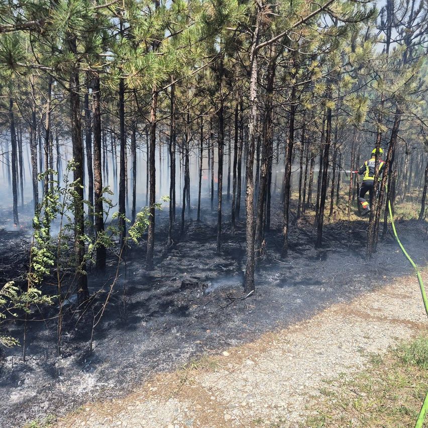 Ein Feuerwehrmann in einem Wald mit hohen Bäumen, der Wasser aus einem Schlauch sprüht, um ein Feuer zu löschen. Der Boden ist verkohlt und Rauch steigt aus den Bäumen auf.