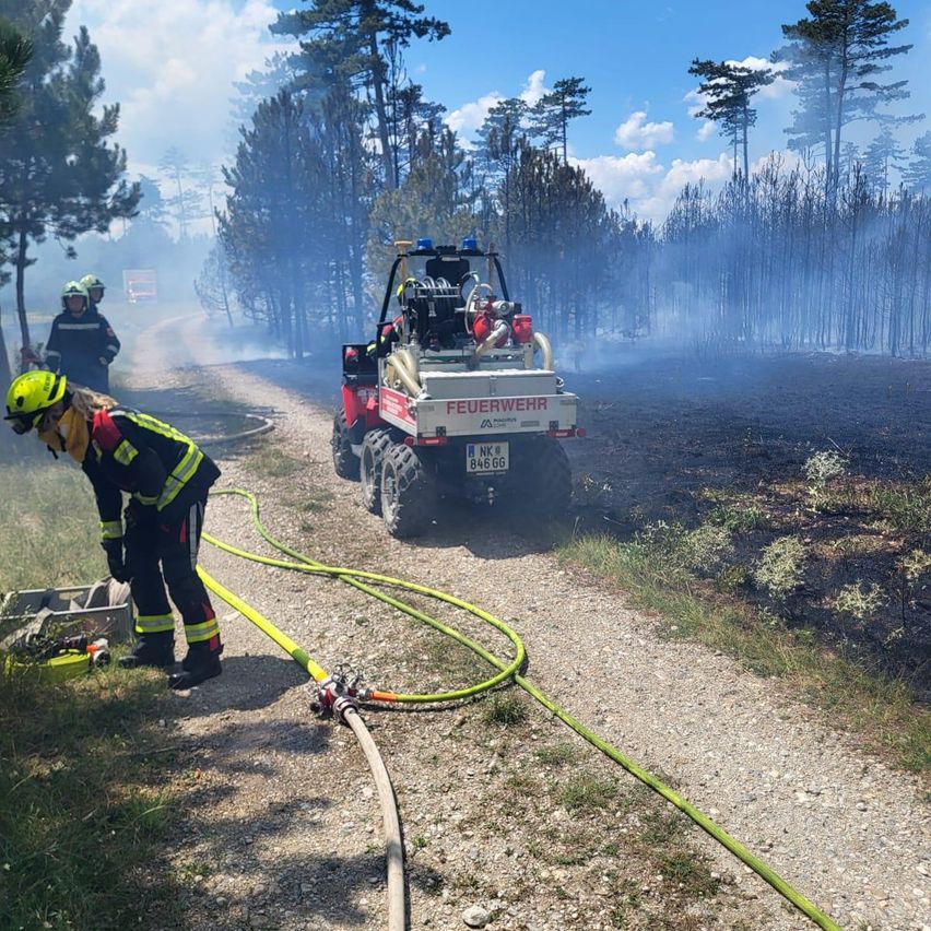 Feuerwehrleute in Schutzkleidung arbeiten an einem Waldbrand, mit einem Feuerwehrwagen und Schläuchen auf einem Schotterweg.