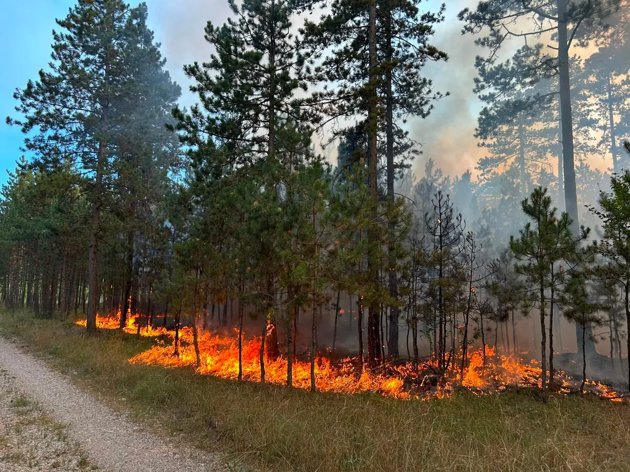 Ein Wald mit hohen Bäumen und einem Feuer, das am Boden brennt, Rauch steigt im Hintergrund auf.