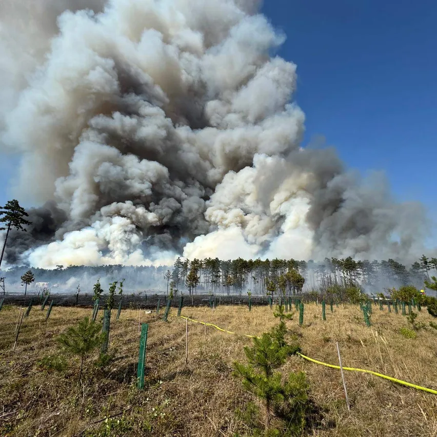 Ein großes Waldfeuer brennt durch einen Wald und produziert eine dicke Rauchwolke am blauen Himmel. Bäume sind im Vordergrund sichtbar, einige bereits verbrannt.