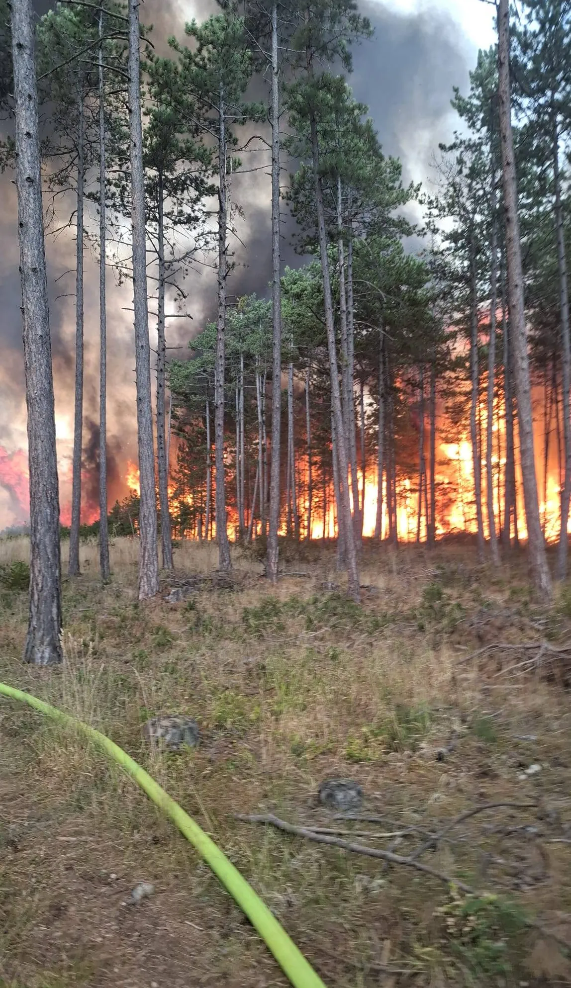 Ein Waldbrand mit hohen Bäumen und hellen Flammen, die das Gebiet erhellen, mit Rauch, der in den Himmel aufsteigt.