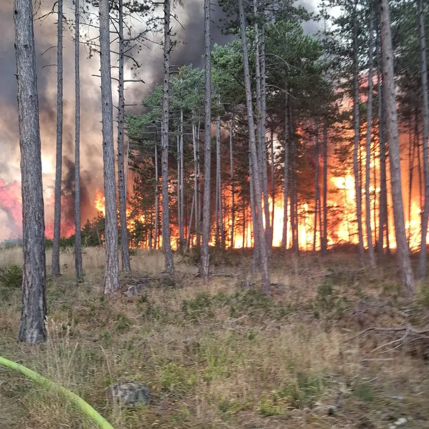 Ein Waldbrand brennt intensiv, mit Flammen, die bis zu den Baumwipfeln reichen, und Rauch, der in den Himmel aufsteigt.