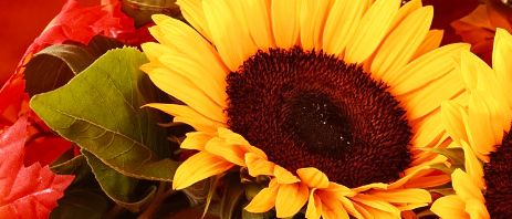 Eine lebendige Herbstdekoration mit Sonnenblumen, Äpfeln, Trauben und Kürbissen. Eine Kerze mit Herbstblättern sorgt für Wärme.