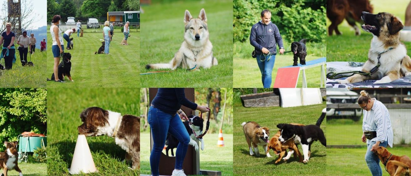 Bild enthält, Grass, Person, Adult, Female, Woman, Canine, Dog, Pet, Park, Collage
