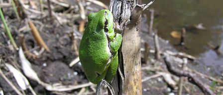 Ein grüner Frosch hockt auf einem Stock in der Nähe eines Flusses, mit einem verschwommenen Hintergrund von Wasser und Schilf.