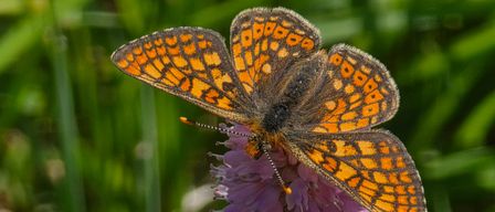 Ein Schmetterling mit orangefarbenen und schwarzen Flügeln sitzt auf einer lila Blume, umgeben von grünem Gras.