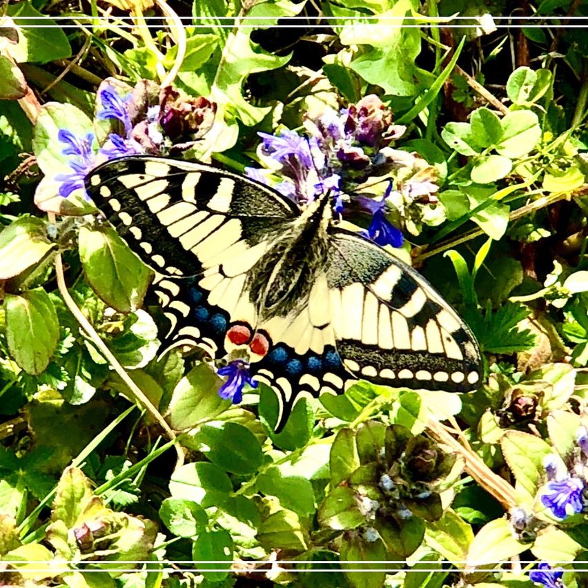 Bild enthält, Flower, Geranium, Plant, Purple